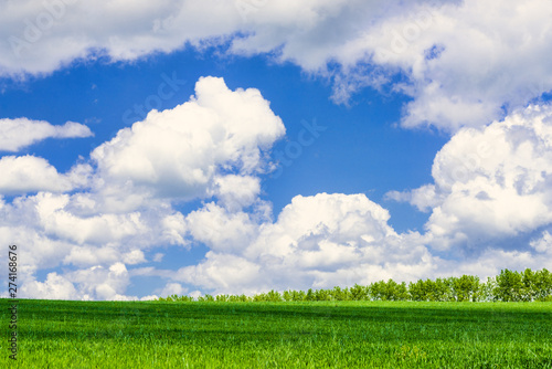 View of agricultural field with white fluffy clouds in blue sky at sunny summer day