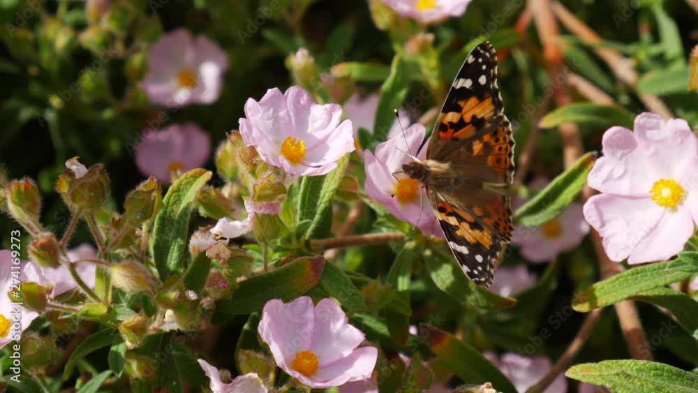 A painted lady butterfly feeding on nectar and pollinating pink wild flowers during a California bloom. A painted lady butterfly feeding on nectar and pollinating pink wild flowers during a California bloom.
