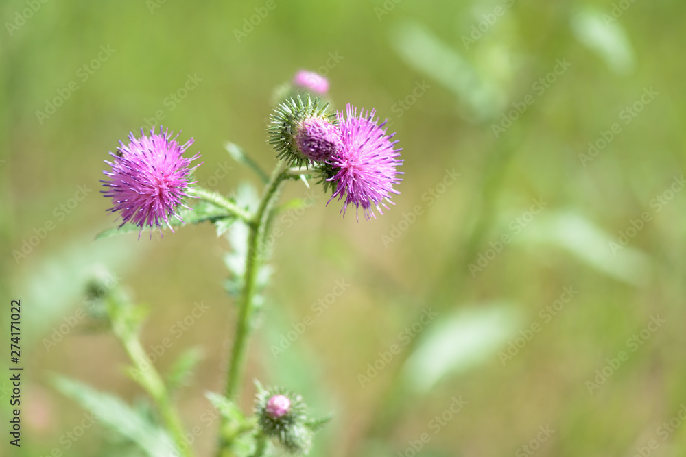Thistle flowers on the lawn on a summer day close up Thistle flowers on the lawn on a summer day close up