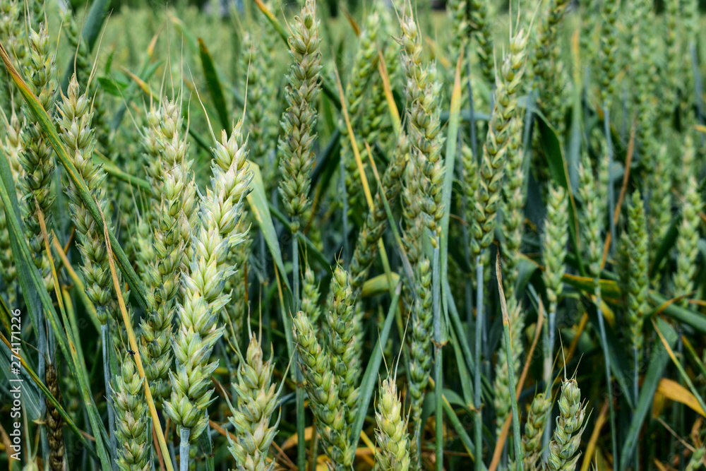 Green wheat growing Green wheat growing
