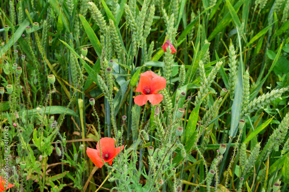 Poppies in the field