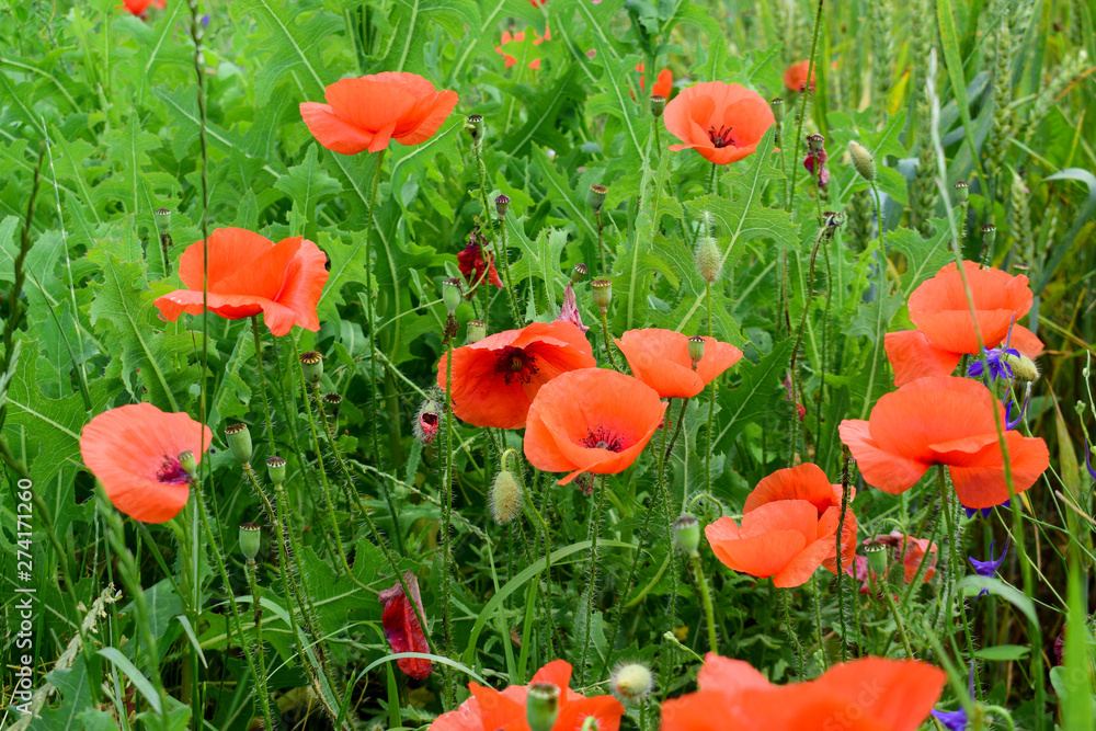 Obraz premium Poppies in the field
