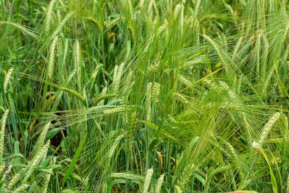 Ripening barley on the field Ripening barley on the field