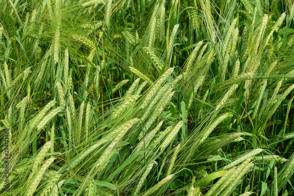 Ripening barley on the field Ripening barley on the field