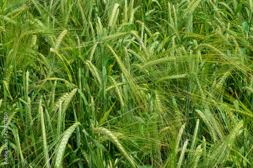 Ripening barley on the field