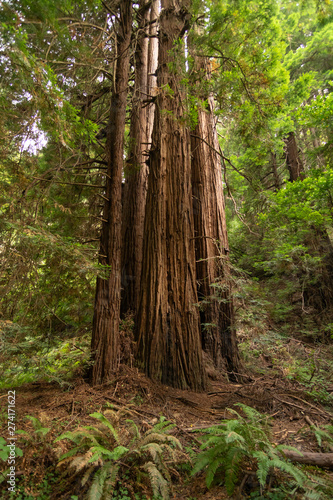 Large Redwood Trees in California