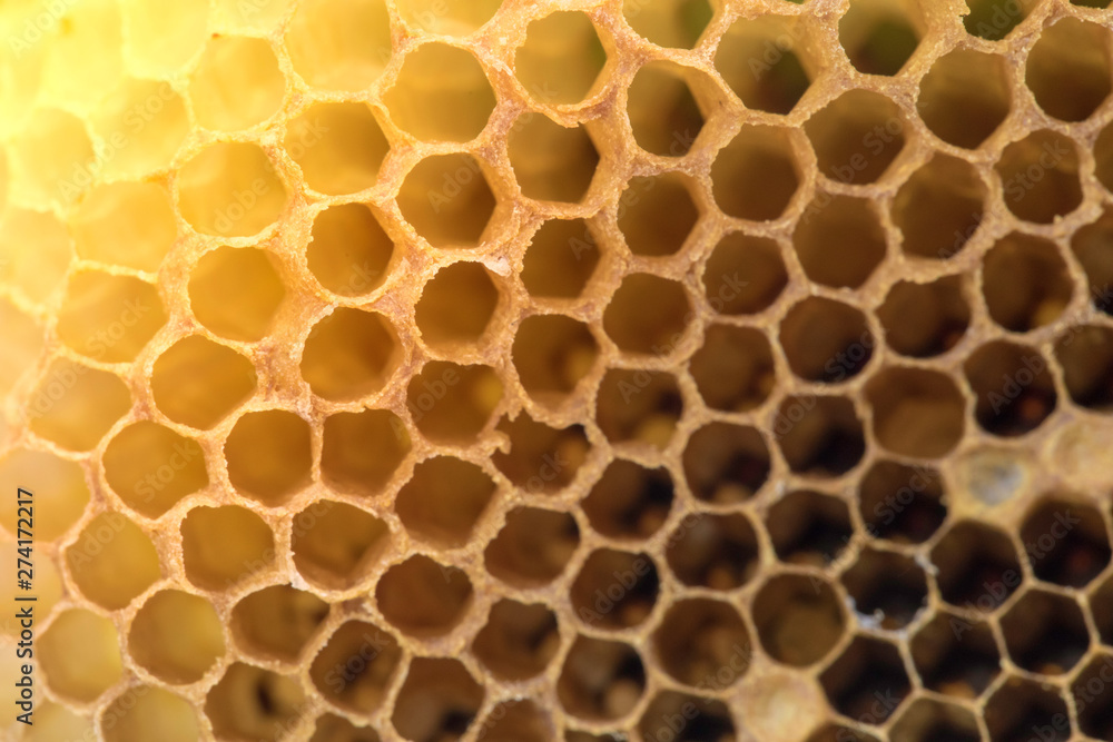The bee larvae resemble worms. And some of the mature ones are leaving the honeycomb The bee larvae resemble worms. And some of the mature ones are leaving the honeycomb