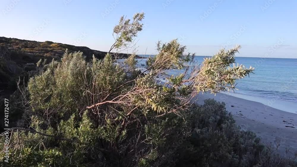 Native bush blowing in the wind at deserted Australian beach Native bush blowing in the wind at deserted Australian beach