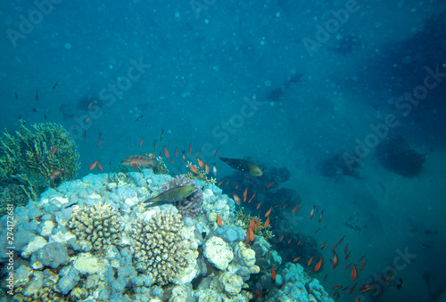 sea fish near coral, underwater © vadim_fl