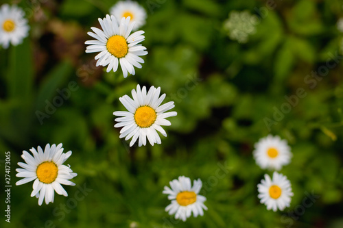 field of daisies