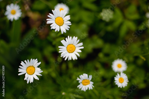 many white daisies in the field