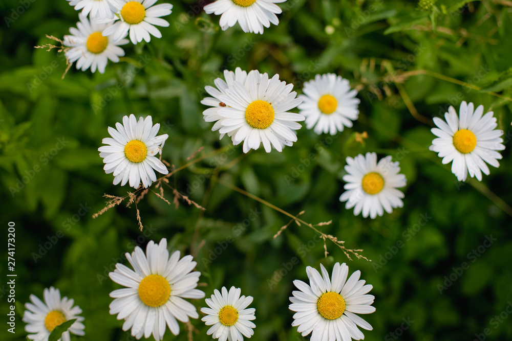 Fototapeta premium field of daisies