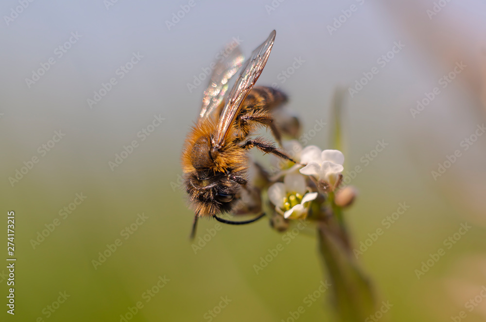 wild honey bee collects nectar on summer flowers wild honey bee collects nectar on summer flowers