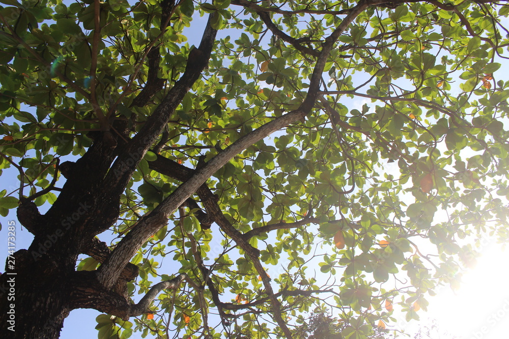 tree with green leaves