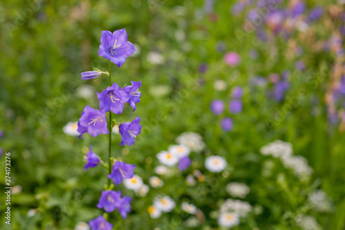 blue flowers in the garden