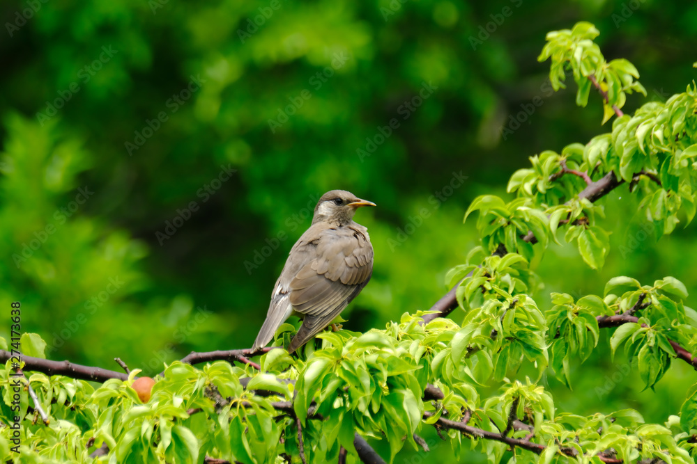 starling on branch starling on branch
