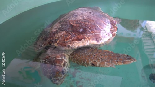 Iztuzu Beach, Dalyan, Mugla, Turkey - 13th of September 2018: 4K At the DEKAMER Sea Turtle Research Rescue and Rehabilitation Center - Zoom out motionless turtle in the water with closed eyes photo