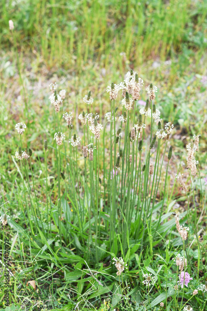 白い野花 白い野花
