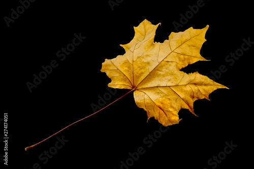 maple tree leaf