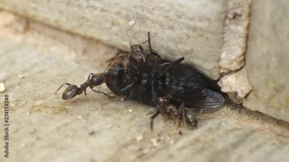 Ants attack a fly and try to put it in the anthill, the fly resists dying Ants attack a fly and try to put it in the anthill, the fly resists dying