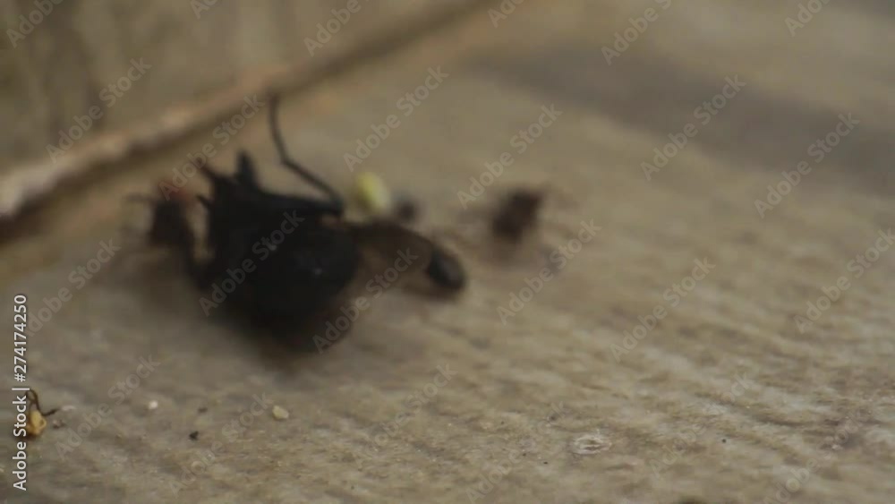 Ants attack a fly and try to put it in the anthill, the fly resists dying Ants attack a fly and try to put it in the anthill, the fly resists dying