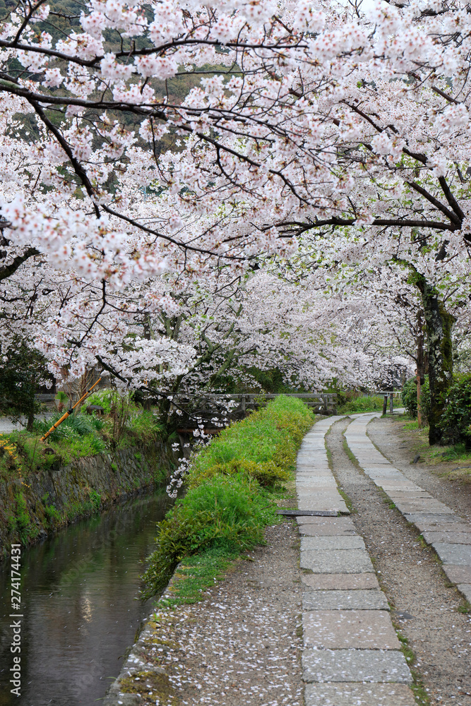 哲学の道-桜-ソメイヨシノ-京都-日本