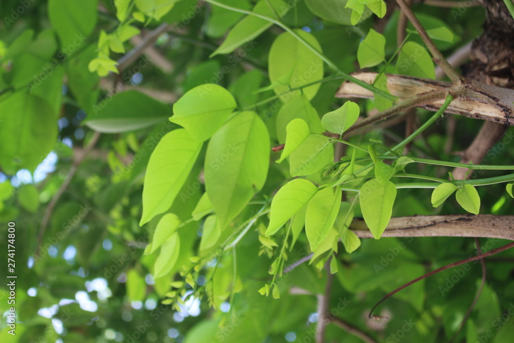 green leaves of tree