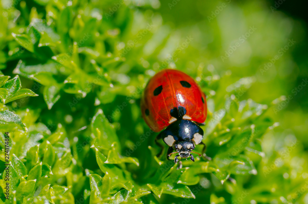 tiny sweet bug on green leaf and season grass tiny sweet bug on green leaf and season grass