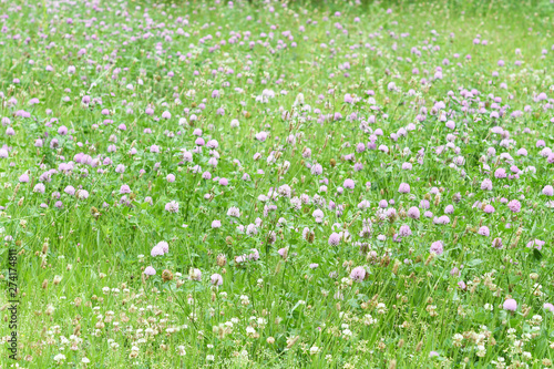 Wallpaper Mural シロツメクサの野原 Torontodigital.ca