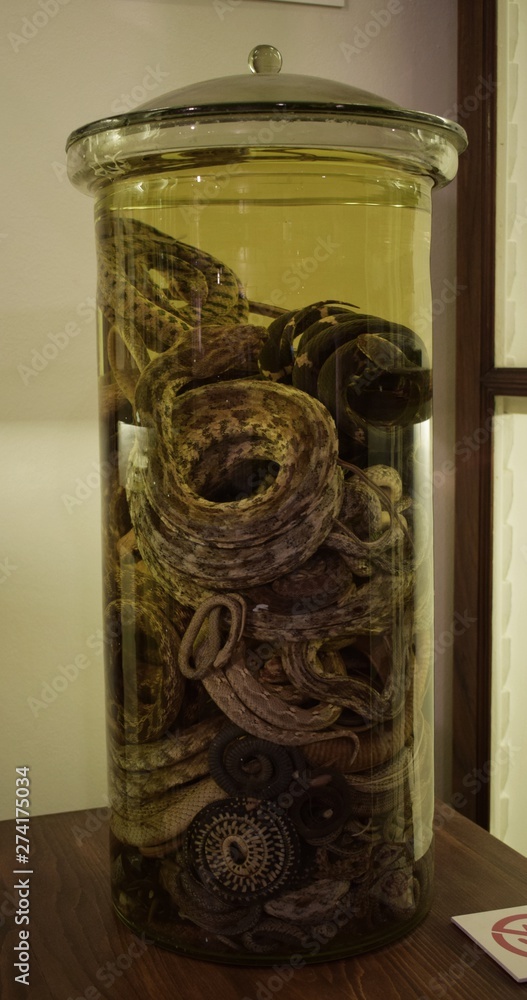 słoik węży w formalinie - obrazy, fototapety, plakaty 