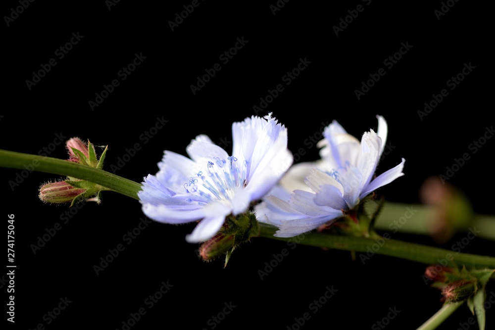 Stem with chicory flower isolated on black background close up Stem with chicory flower isolated on black background close up