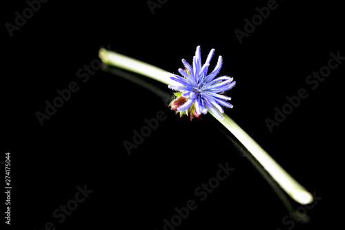 Stem with chicory flower isolated on black background close up