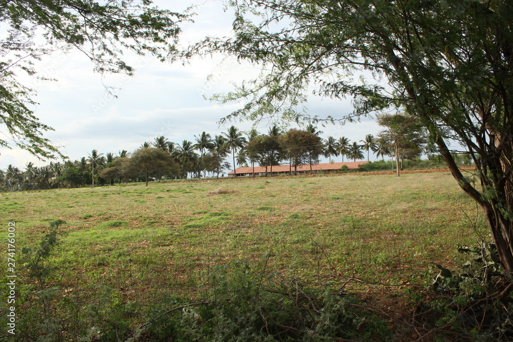 Obraz premium green war