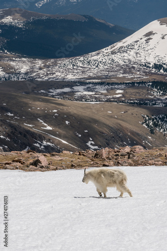Mountain Goat in Colorado © bwolski