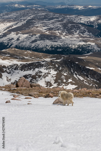 Mountain Goats in Colorado