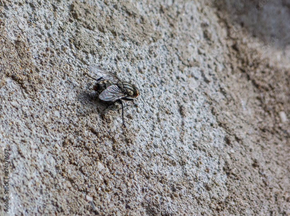 Fly over a wall, natural lit Fly over a wall, natural lit