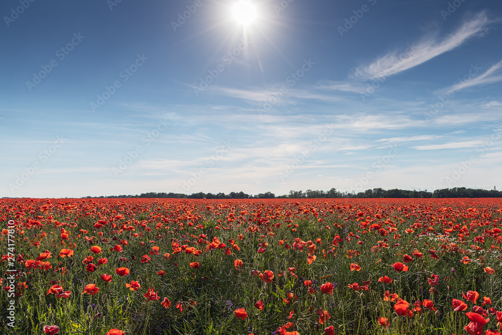 Fototapeta premium Poppy field in summer afternoon.