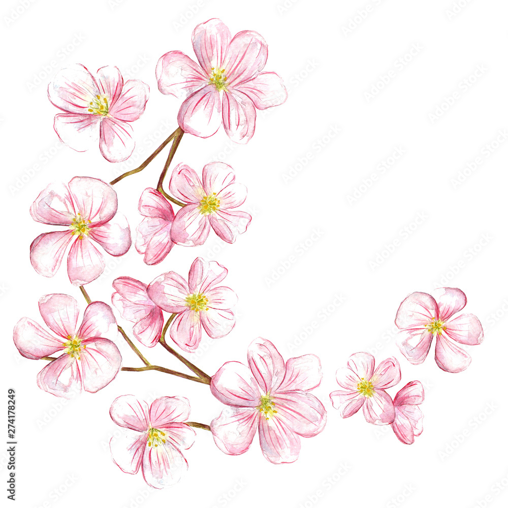 Cherry blossom branch. Watercolor template flower logo.