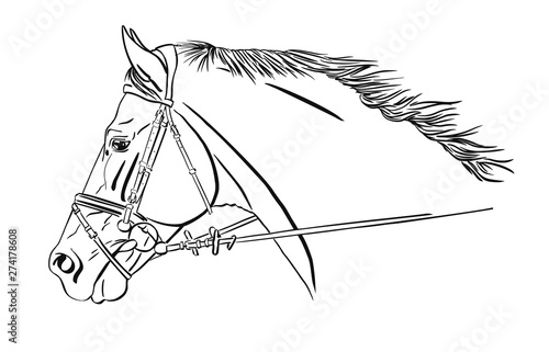Image of the horse's head in the bridle