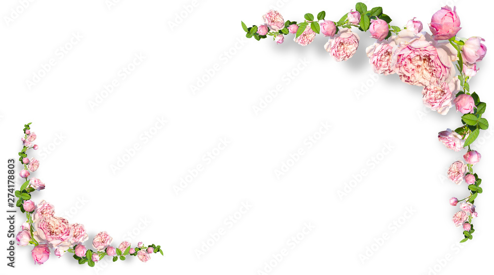 Framework from roses on pink background.Photo with clipping path. Framework from roses on pink background.Photo with clipping path.
