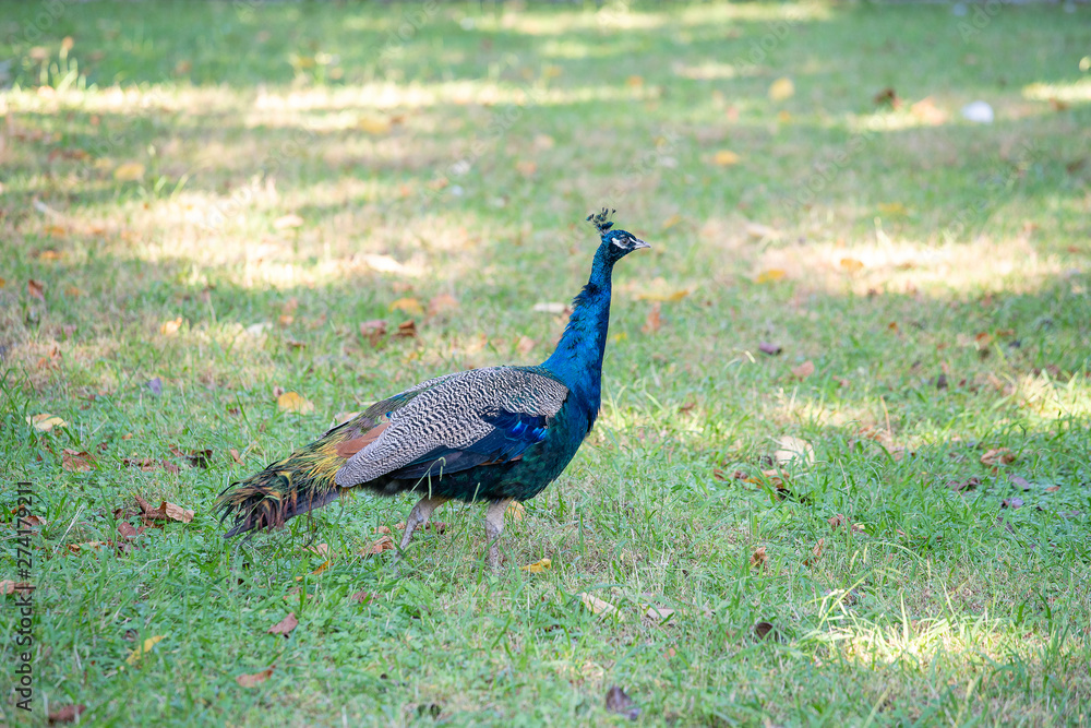 Portrait of a beautiful peacock with feathers inside his natural environment