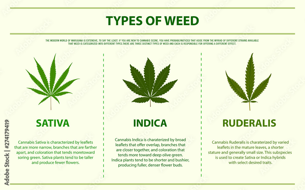 Types of Weed horizontal infographic illustration about cannabis as