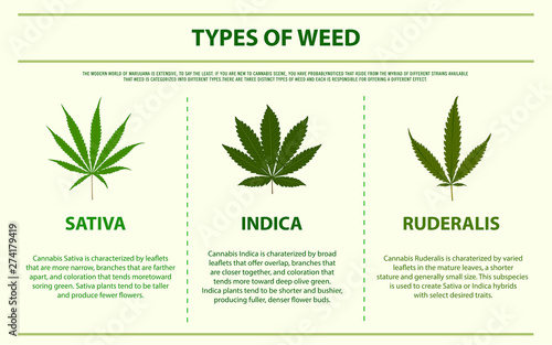 Types of Weed horizontal infographic illustration about cannabis as herbal alternative medicine and chemical therapy, healthcare and medical science vector.