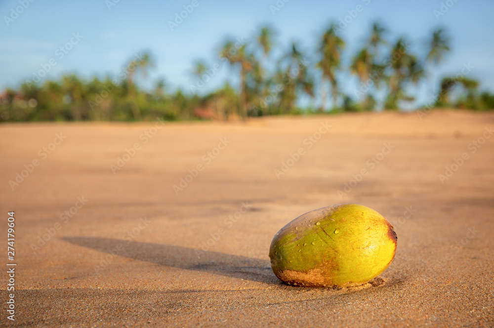 Coconut on Kahandamodara beach, Sri Lanka Coconut on Kahandamodara beach, Sri Lanka
