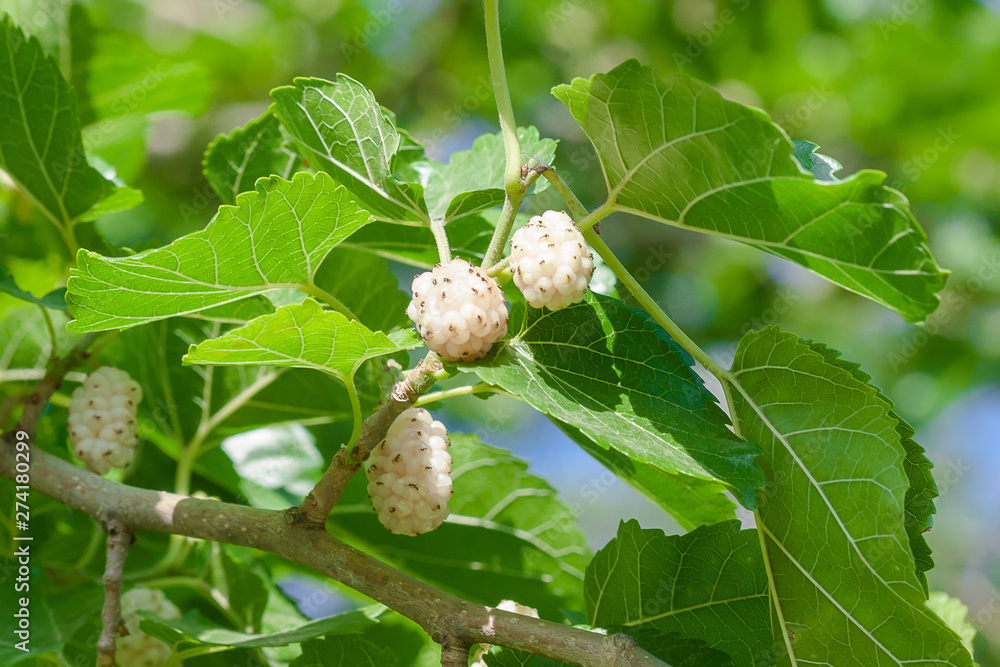 Ταπετσαρία Mulberry (Morus alba) are on tree