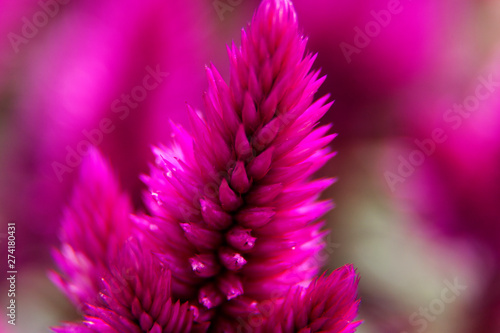 close up pink flower with spikes