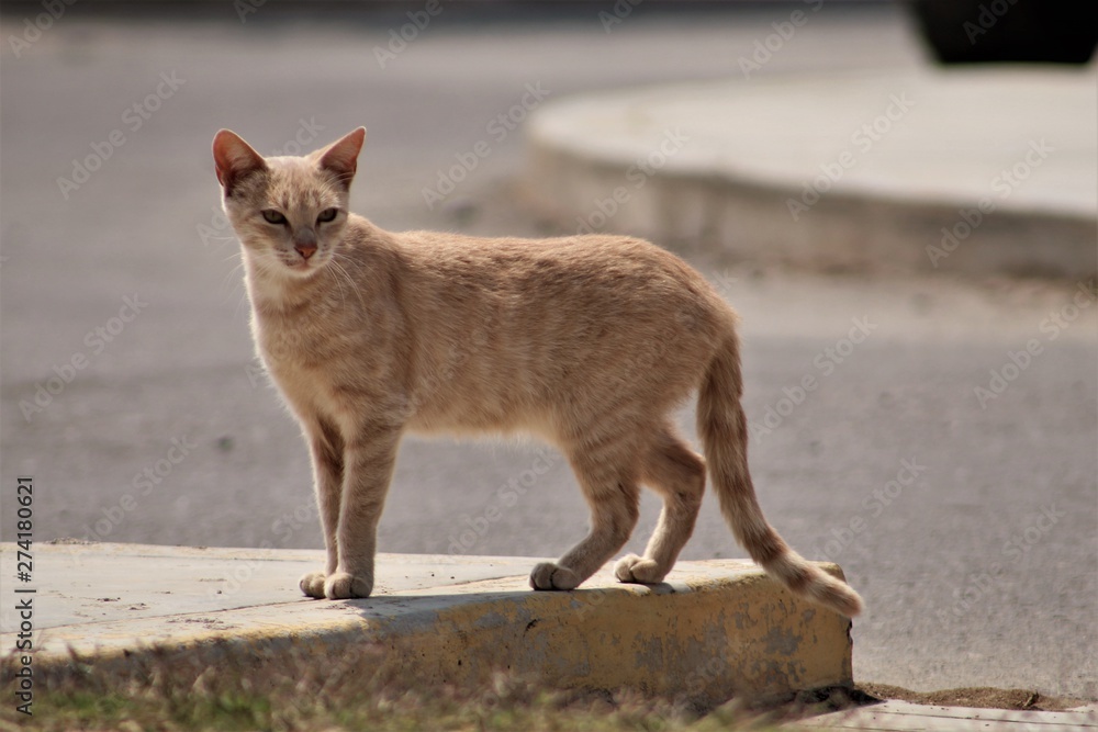 Gato callejero mirando a un lado Gato callejero mirando a un lado