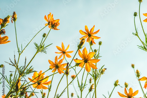 Yellow sulfur Cosmos flowers in the garden of the nature with blue sky with vintage style.