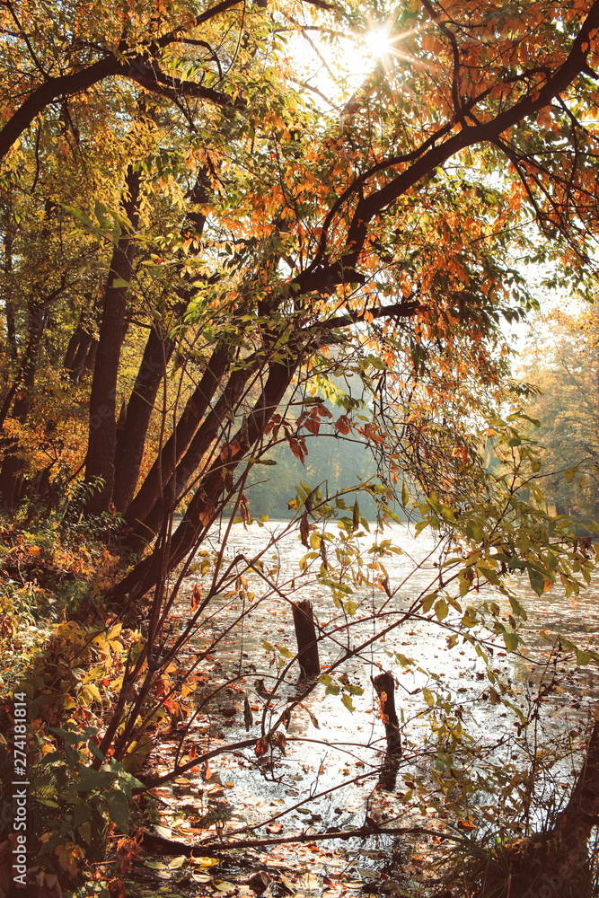 beautiful autumn landscape with falling leaves in the lake beautiful autumn landscape with falling leaves in the lake