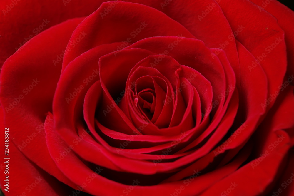 flower flower